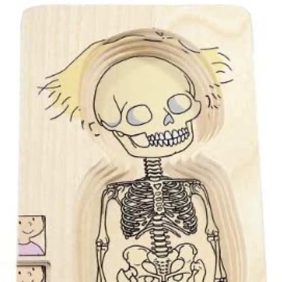 New Hape by Beleduc 5-Layer wooden Body Puzzle - Picture 8 of 11